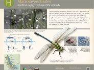 Macroinvertebrates