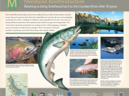 Steelhead Reintroduction