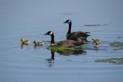 Goslings