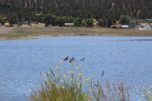 Wetland Ducks